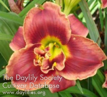 Daylily Smilin' Moses